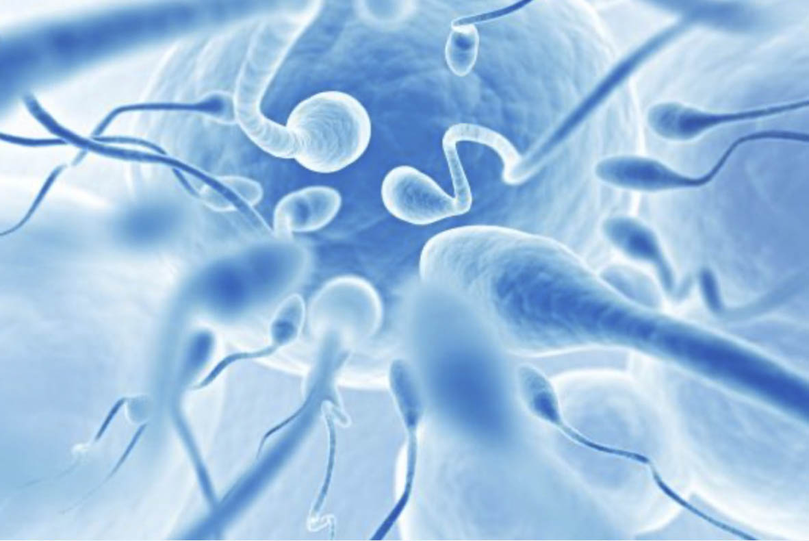 fertilità maschile spermatozoi